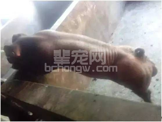 给猪喂鸡蛋就能轻松解决8种猪病