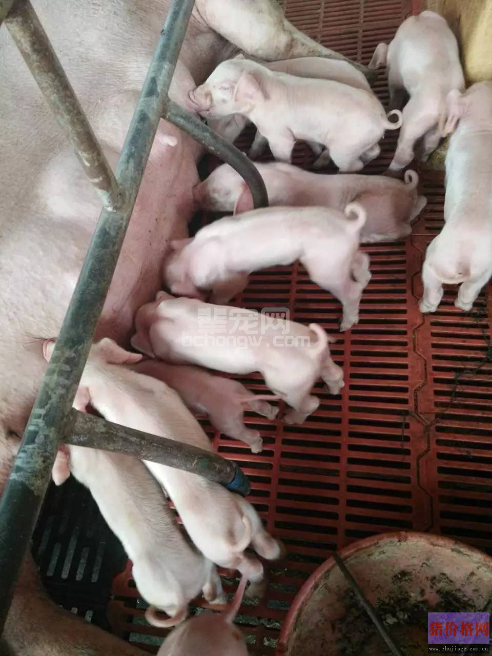 仔猪注射铁剂可有效地防止缺铁性贫血的发生