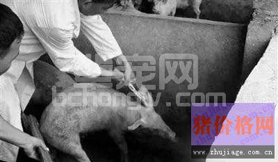 抗原含量越高，猪瘟疫苗就越好？