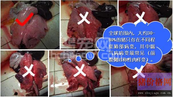 阿莫西林对猪气喘病无效 第一张图才是完全干净的猪肺