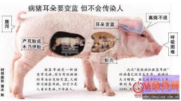 接种蓝耳病疫苗对排毒的影响分析