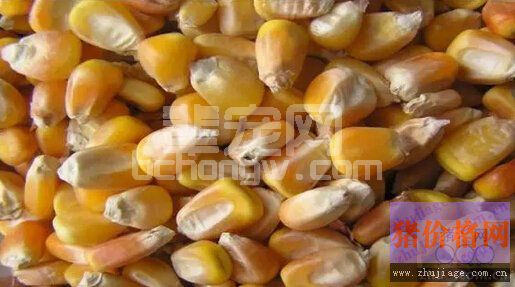 霉菌毒素的危害分析与应对措施