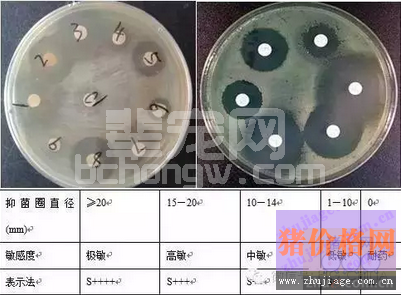 临床快速药敏实验在疫病防控中应用