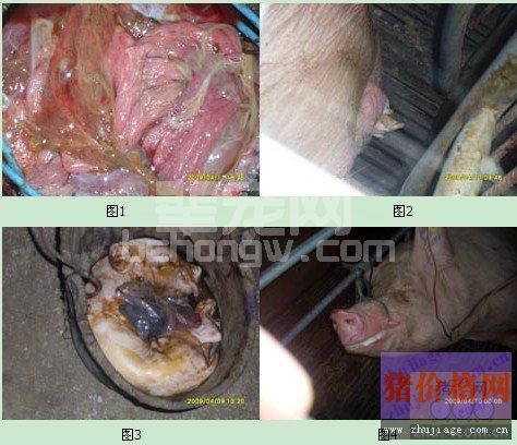宫缩素对母猪繁殖及胎儿影响分析