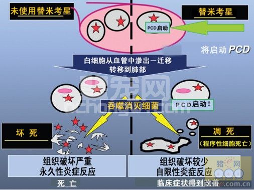 替米考星在防控蓝耳病及相关细菌性肺炎的进展