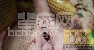 猪尾根后海穴用药对部分猪疾病效果好