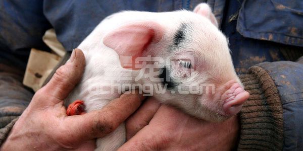 为什么说：给猪喂药1公斤/吨饲料，出力不讨好，花钱没效果！