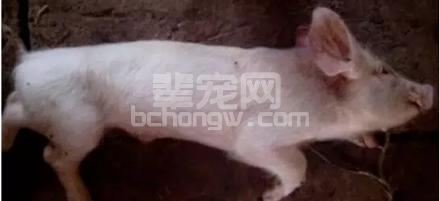 猪伪狂犬病防控及仔猪、母猪免疫程序