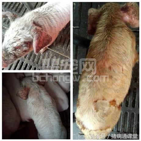 为什么用副猪疫苗免疫效果不好？