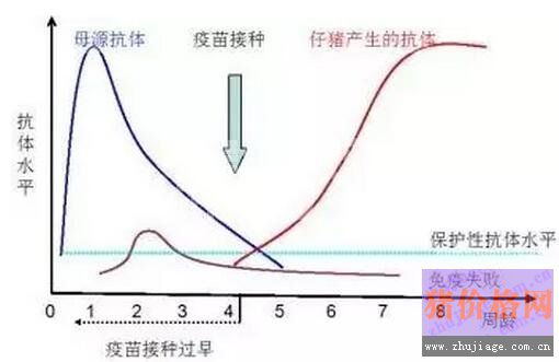 几种猪病母源抗体消长规律，养猪人必知的免疫知识