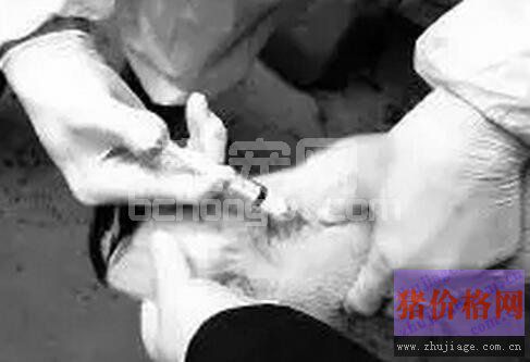 猪场制定免疫程序生搬硬套必闯祸！一定要考虑这些！！！