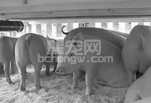 入秋猪群生物安全防控尤为重要，抗体检测在猪病防控中原理、方法、分析及应用