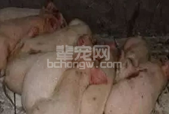猪发生疫苗过敏反应怎么处理？