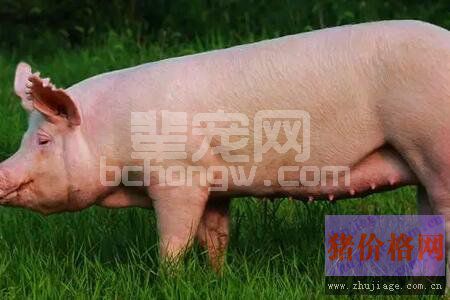 养猪人注意了！生猪免疫注射也有“八项规定”