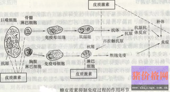 你知道吗？悬在猪头上的利剑莫过于众所周知的免疫抑制！