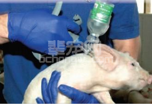 思考：猪瘟、高致病性猪蓝耳病强制免疫暂停之后