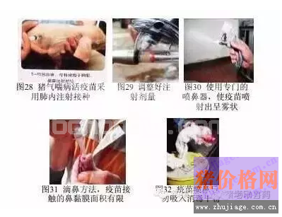 超级全面的养猪场免疫接种操作流程