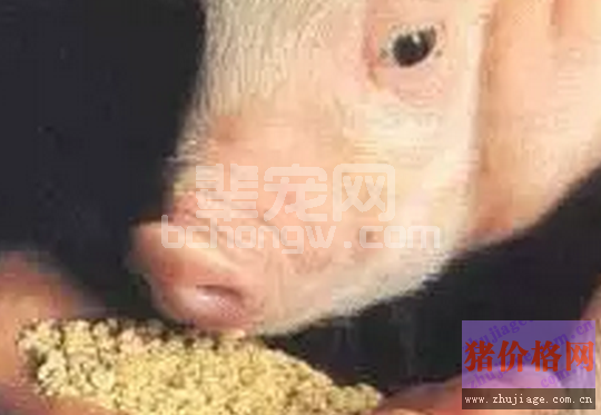 母猪泪斑免疫学发生机制知多少？