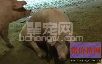 猪场接种“口蹄疫”怎是失败？提高接种效果的方法？