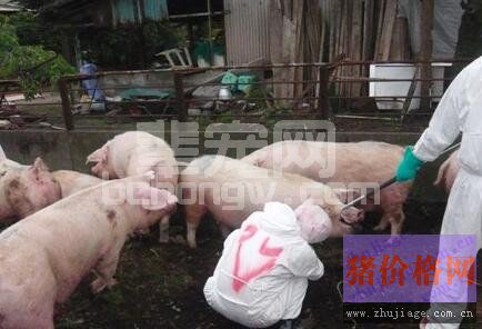 动保产业思考：猪瘟、高致病性猪蓝耳病强制免疫暂停之后……