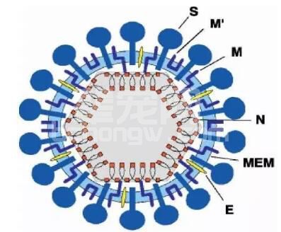 哈兽研猪流行性腹泻病毒感染致病机制研究取得新发现，PED防控或有新策略