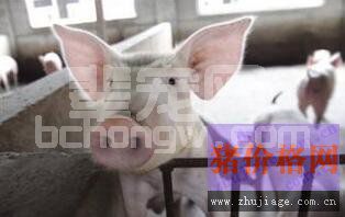 终止接种PCV2和猪肺炎支原体疫苗会产生严重后果