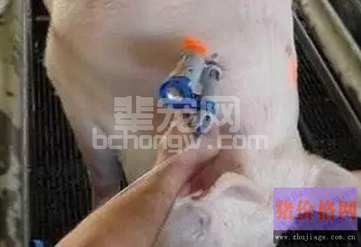 硕腾：蓝耳病疫苗的选择与合理使用