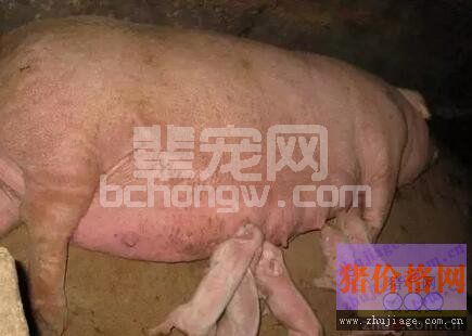 猪场未知原因的免疫抑制从免疫保健开始，你能知道的秘密？