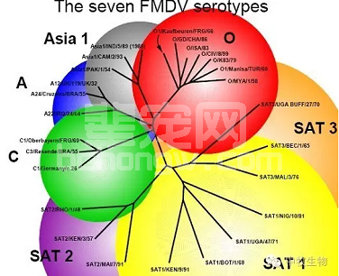 浅谈影响口蹄疫免疫效果的几个因素分析