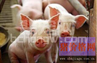 养猪的根本在于提高非特异性免疫力