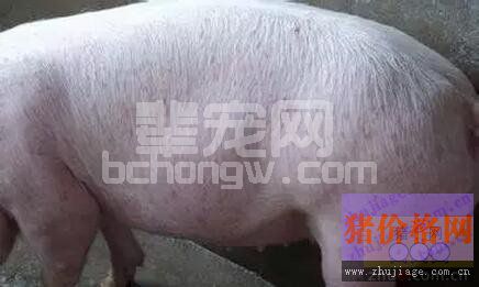 教你一手 怎样处理猪对疫苗过敏现象发生
