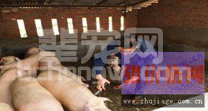 给猪做疫苗，这些细节你知道吗？