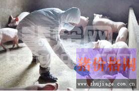 规模化猪场疫病流行特点和发展趋势