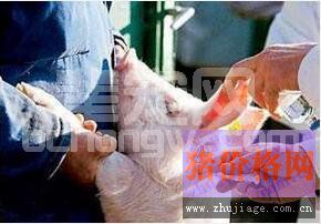 猪场免疫失败原因分析