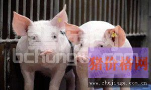 猪免疫抑制的常见因素与防治措施