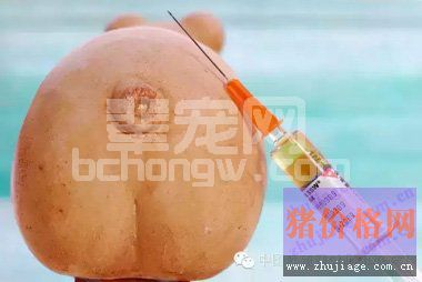 怎样处理猪对疫苗过敏现象发生
