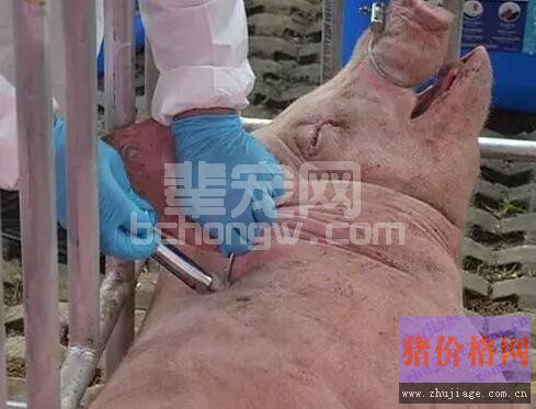 猪场防疫不是简简单单的打打疫苗而已，疫苗如何使用才能发挥最大效能？