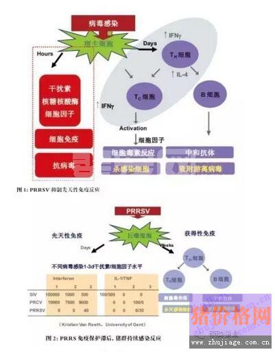 蓝耳病免疫面临的挑战首先是抑制先天性免疫反应