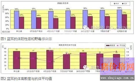 猪瘟蓝耳这俩疫苗到底能不能一起免？研究证实，猪蓝耳病弱毒疫苗会降低猪瘟抗体水平