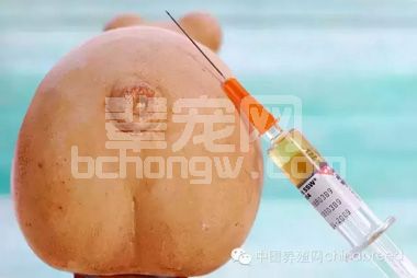 养猪你了解免疫吗？体液免疫与细胞免疫