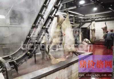 生猪屠宰检疫与临床疫病诊断相结合对未来猪场疫病防控的重要性