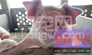蓝耳、猪瘟、口蹄疫等疫苗的免疫技术