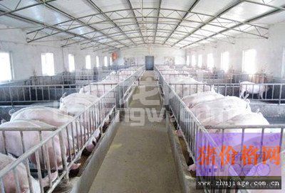 湖南专家完成猪圆环病毒突变株疫苗研究工作
