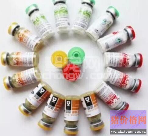 总算凑全了，规模养猪场中常用的18种疫苗及免疫程序介绍