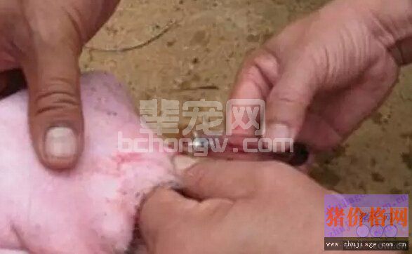 对比分析教给你如何在猪场科学的选用自费疫苗？