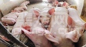 老兽医支招：猪疫苗免疫操作的细节管理