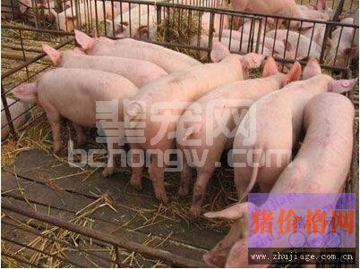兽医管理人员必须要放在心上，谈谈猪场疫苗应用必须要重视的细节问题！