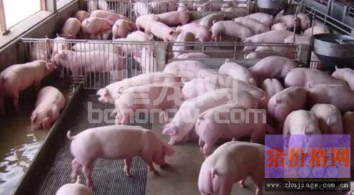关于猪瘟疫苗接种和抗体检测的实际应用