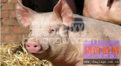 猪伪狂犬疫苗滴鼻的必要性