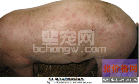 人为免疫失败引起猪丹毒爆发的案例